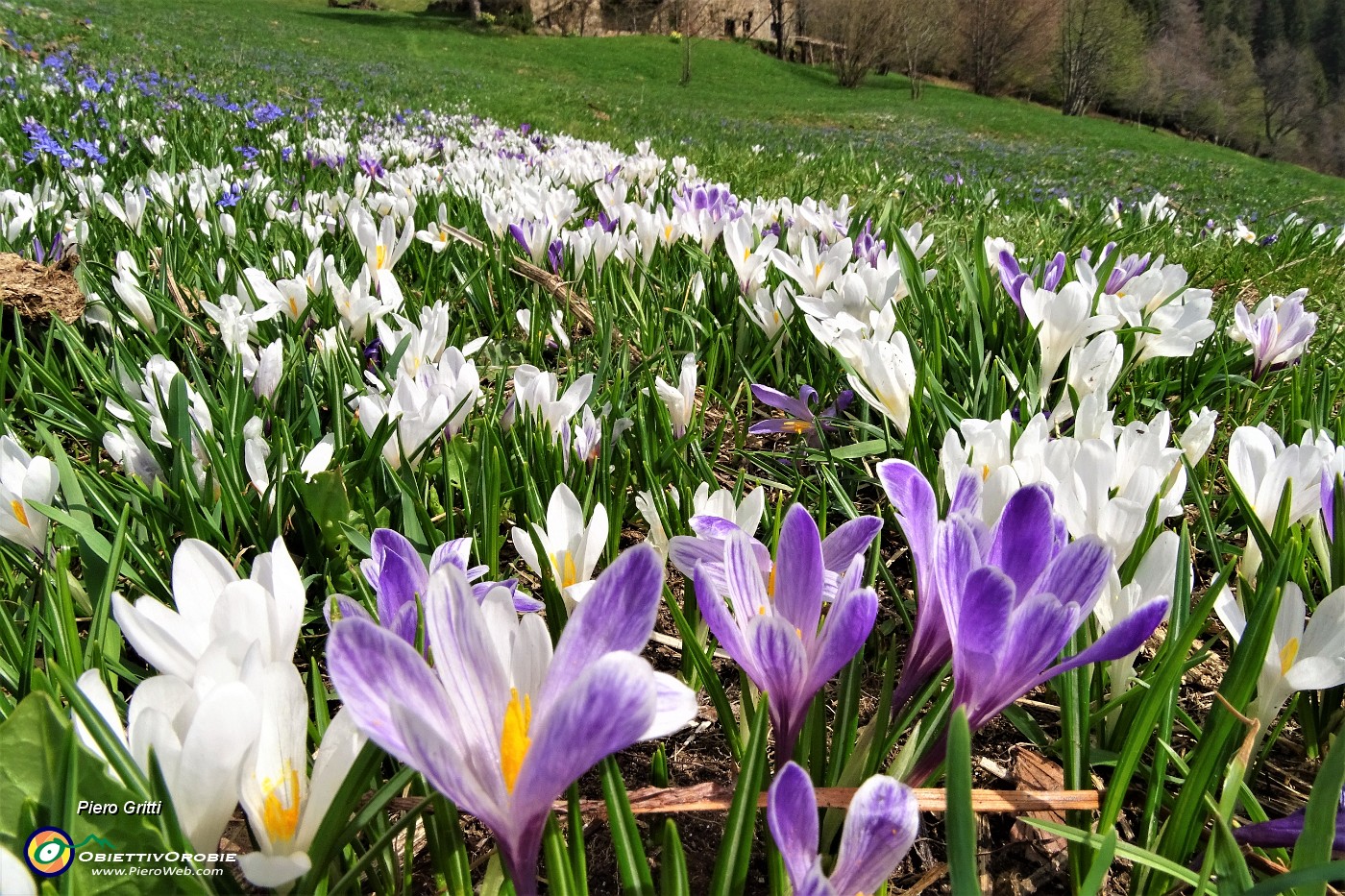35 ed all'improvviso ecco le prime distese fiorite di crocus.JPG